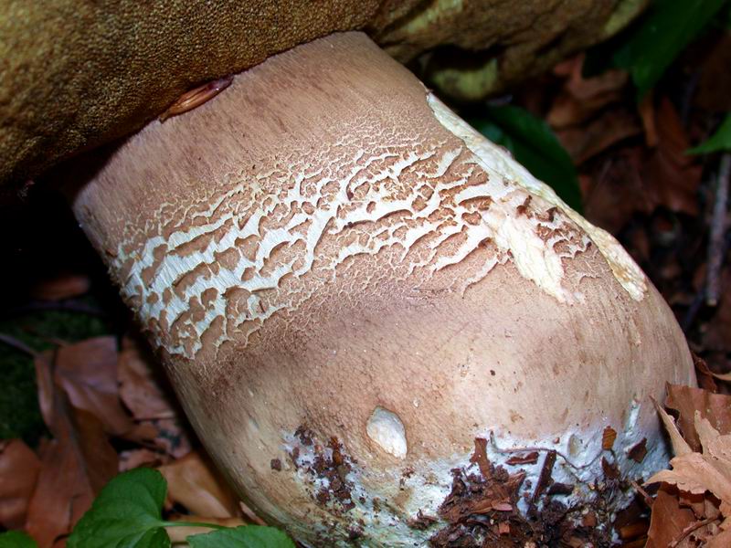 Boletus aestivalis